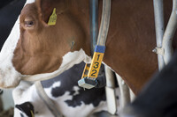 Ausbildung Herdenmanager Echem