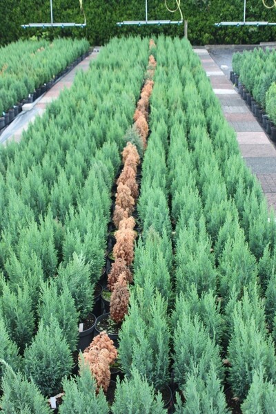 Chamaecyparis lawsoniana Ellwoodii im Phytophthora-Versuch - © Maren Hantelmann Chamaecyparis lawsoniana 'Ellwoodii' im Phytophthora-Versuch