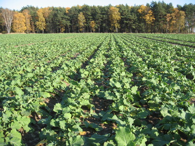 Winterrapsbestände zeigen sich aktuell vielerorts gut entwickelt - © Willi Thiel Die Vermehrung von Hybridraps erfolgt in Einzelkornsaat