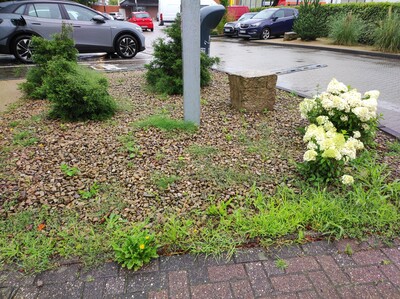 ungepflegter Schottergärten