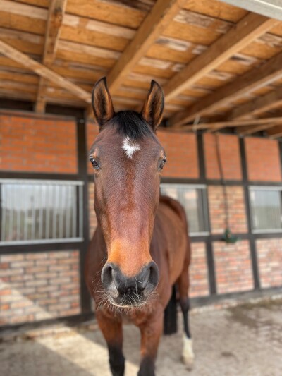 Pferd auf befestigtem Winterauslauf an Altgeb&auml;uden