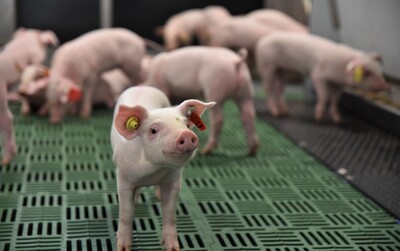 Erstmals hat die Landwirtschaftskammer Ferkel in die neue DigiSchwein-Ferkelaufzucht eingestallt.