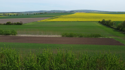Agroforstfläche mit Pappelsorten mit unterschiedlichen Blühzeitpunkten - © Vinzenz Spengler /media/media/7C43C4DB-C1F4-C5AF-1E8ADD47A0FAEFA1.JPG