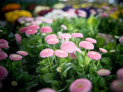 Abschlussveranstaltung für das Projekt 'TerZ - Einsatz torfreduzierter Substrate im Zierpflanzenbau' am 23.03.2023 in Hannover-Ahlem.