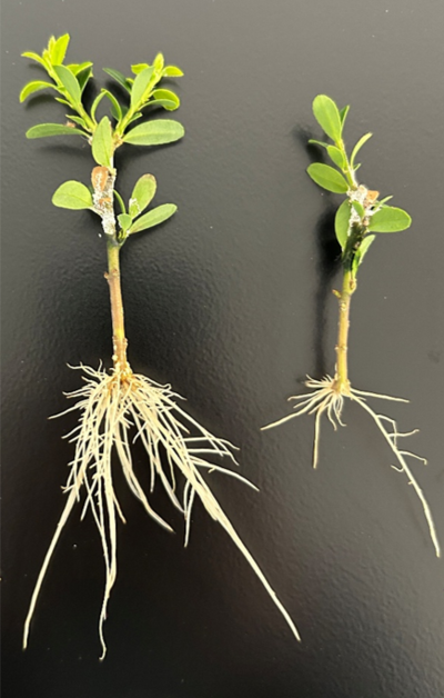 Buxus sempervirens aus dem pH-Wert-Versuchin hydroponischer Kultur