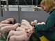 Erstmals hat die Landwirtschaftskammer Ferkel in die neue DigiSchwein-Ferkelaufzucht eingestallt. - © Jantje Ziegeler Erstmals hat die Landwirtschaftskammer Ferkel in die neue DigiSchwein-Ferkelaufzucht eingestallt.