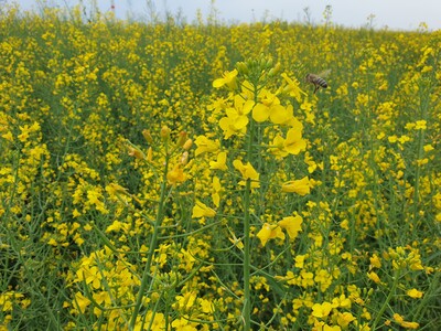 Raps und Wildbienen