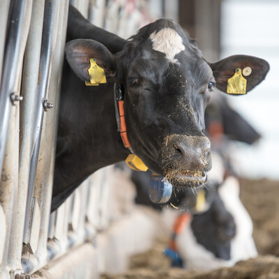 Finale des Berufswettbewerbs der deutschen Landjugend am 21.06.2023 im Landwirtschaftlichen Bildungszentrum in Echem. - © Wolfgang Ehrecke Finale des Berufswettbewerbs der deutschen Landjugend am 21.06.2023 im Landwirtschaftlichen Bildungszentrum in Echem.