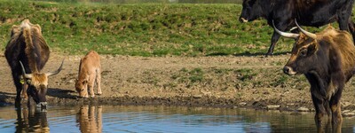 - © chrisbeez / pixabay.com Ganzjährige Weidehaltung