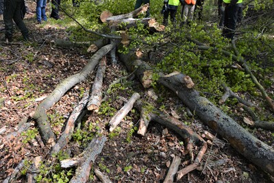 Totholzäste - © Carl Hesebeck Totholzäste