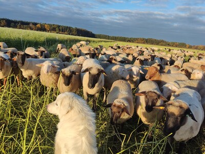Die Förderung über die Richtlinie SchaNa soll den Mehraufwand berücksichtigen, der Weidetierhalter/-innen durch Herdenschutz-Maßnahmen entsteht. - © Lili Kühn Herdenschutzhund