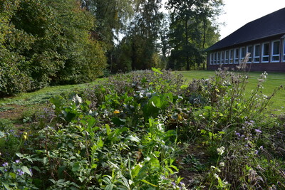Blühstreifen Bersenbrück; Vielfältiger sieht es jetzt auch neben dem Gebäude in Bersenbrück aus.