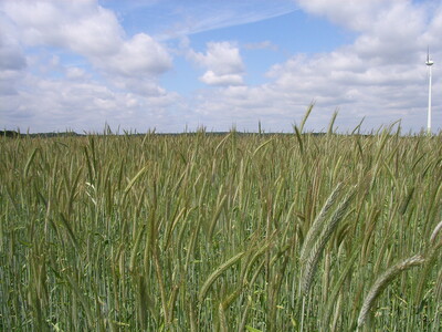 Öko-Winterroggen - © M. Mücke - © Markus Mücke Öko-Winterroggen