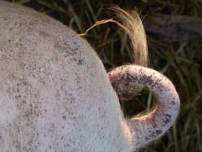 Mastschwein mit Ringelschwanz