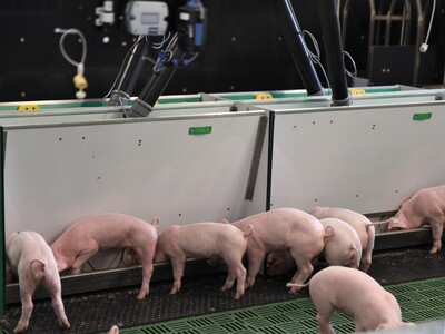 Erstmals hat die Landwirtschaftskammer Ferkel in die neue DigiSchwein-Ferkelaufzucht eingestallt.