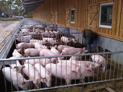 Auslauf für Öko-Schweine - © Jan Hempler /media/media/8D98505A-9BA2-F713-2E95574C636B48DB.jpg
