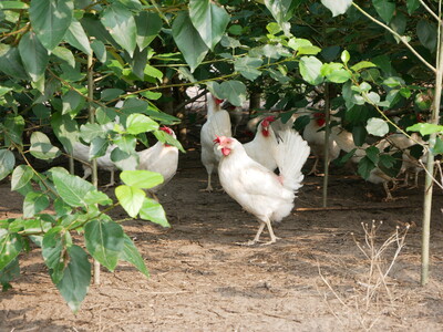 Legehenne im Auslauf