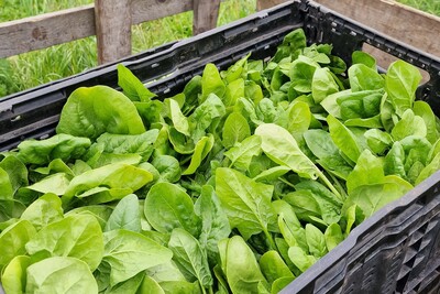 Schnittsalat der SoLawi