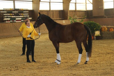 Die Familien Reese und Bornhorst stellten eindrucksvoll einige Stuten und Hengste des Betriebes vor