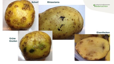 Innere und &auml;u&szlig;ere M&auml;ngel an Speisekartoffeln
