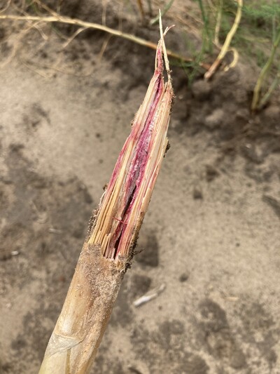 Typische Rotf&auml;rbung eines Spargeltriebs durch Fusarium culmorum Befall