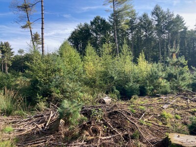 In diesem Bestand stehen dem Waldbesitzenden viele Optionen offen. - © Carl Hesebeck Mischbestand mit Strobe Fichte und Japanlärche 2