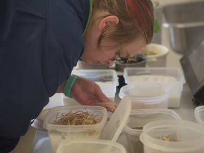 Finja Starck (Brandenburg), Starterin in der Kategorie Tierwirtschaft, bei der Futtermittelbestimmung während des Finales des Berufswettbewerbs der deutschen Landjugend am 21.06.2023 im Landwirtschaftlichen Bildungszentrum in Echem.