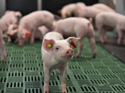 Erstmals hat die Landwirtschaftskammer Ferkel in die neue DigiSchwein-Ferkelaufzucht eingestallt.