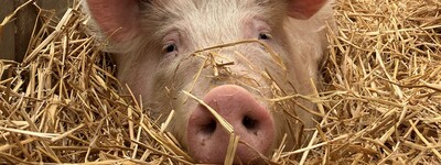Bio Schwein im Stroh
