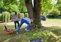 Baumuntersuchung mittels Schalltomographie an einem Tulpenbaum