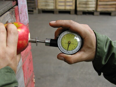 Die Qualität von Äpfeln wird vor allem durch die Witterung beeinflusst