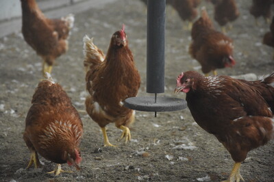 Interessierte Hennen am PickPuck