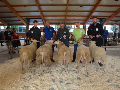 Ostfriesische Milchschafe Lammb&ouml;cke