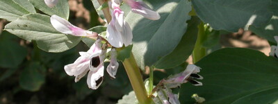 Nahaufnahme von bl&uuml;henden Pflanzen mit wei&szlig;en und rosa Bl&uuml;ten und gr&uuml;nen Bl&auml;ttern.