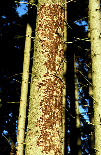 Spechtabschläge an Fichte als Zeichen von Befall durch Borkenkäfer - © Landpixel.de Borkenkäfer