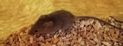 Eine Maus sitzt auf einem Haufen Getreide in einem gelblichen Beh&auml;lter.
