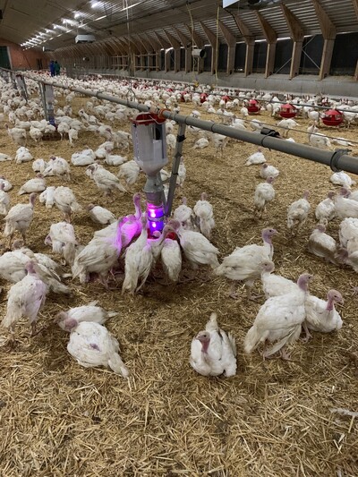 Anlage zur Beifütterung von Getreidearten und Leguminosen (mit integriertem Lichtband - © Christina Balz Viele weiße Truthähne in einem großen, beleuchteten Stall mit Futter- und Wasserstationen.