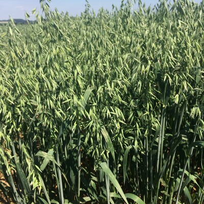 Sommerhafer - © Carsten Rieckmann Sommerhafer