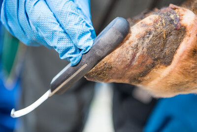 Klauenpflege - © Wolfgang Ehrecke Klauenpflege