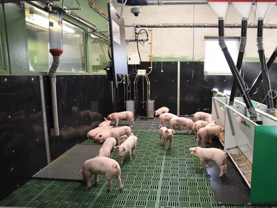 Erstmals hat die Landwirtschaftskammer Ferkel in die neue DigiSchwein-Ferkelaufzucht eingestallt.