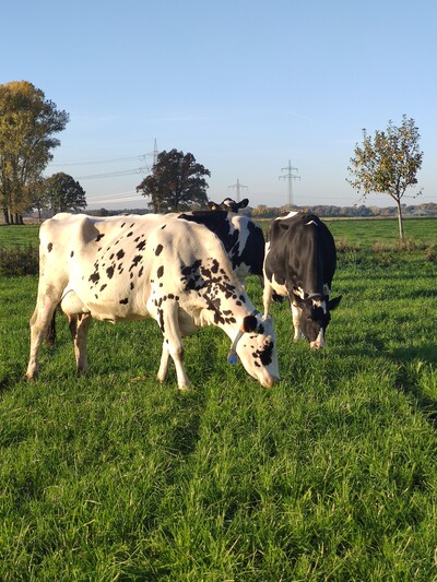 Bio-Kühe auf der Weide - © Katharina Bittner Bio-Kühe auf der Weide