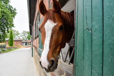 Pferd im Stall - © Andreas Teichler /media/media/8911D0D1-9962-C640-248DEE1E98074F76.jpg