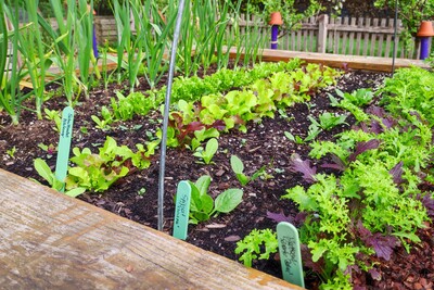Zartes Gr&uuml;n im Fr&uuml;hjahr - lecker!