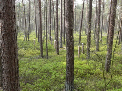 Versuche im Wald - © Dr. K. Mohr - © Dr. Karsten Mohr Versuche im Wald