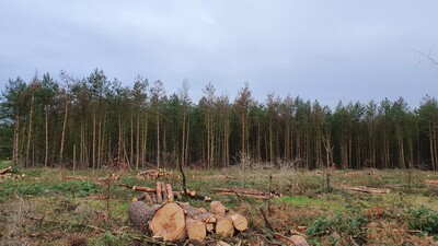 Diplodia-Triebsterben: Nahezu der gesamte Kiefernbestand ist geschädigt. Hier muss konsequent eingeschlagen und das Holz schnell verkauft werden. - © Christoph Behrens Diplodia-Triebsterben