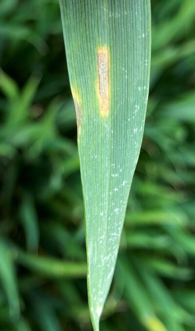 Septoria