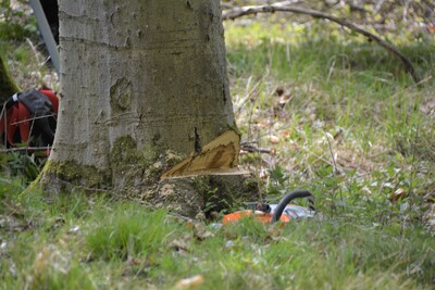 Fallkerb - © Carl Hesebeck Fallkerb