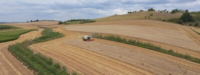 Getreideernte im Agroforst
