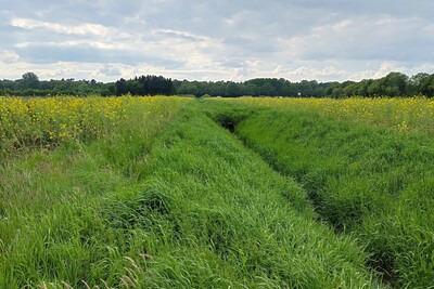 Gewässerrandstreifen