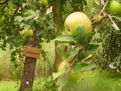 Obstbaumschnitt - © Sabine Dralle Obstbaumschnitt